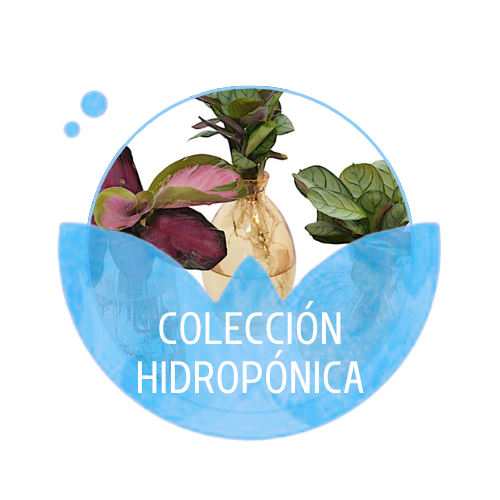 Colección Hidropónica