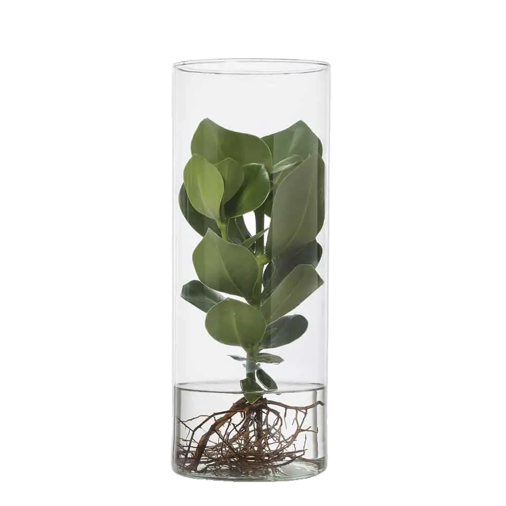 Clusia Hidroponica HI-005