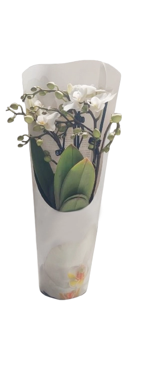 ORQUÍDEA MULTIFLORA BLANCA