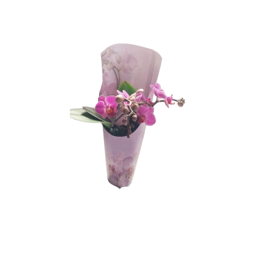 ORQUÍDEA MULTIFLORA BLANCA LILA