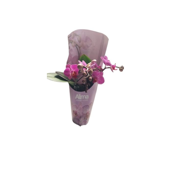 Orquídea Multiflora Blnaca/Lila M/9
