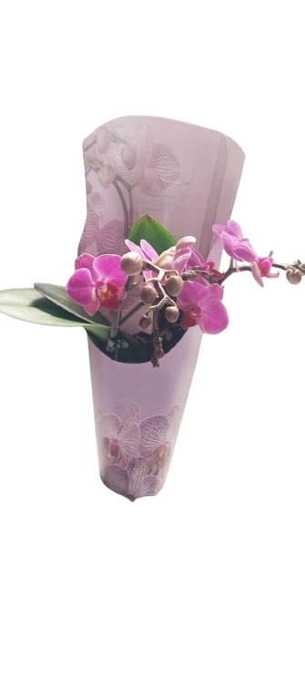 ORQUÍDEA MULTIFLORA BLANCA LILA