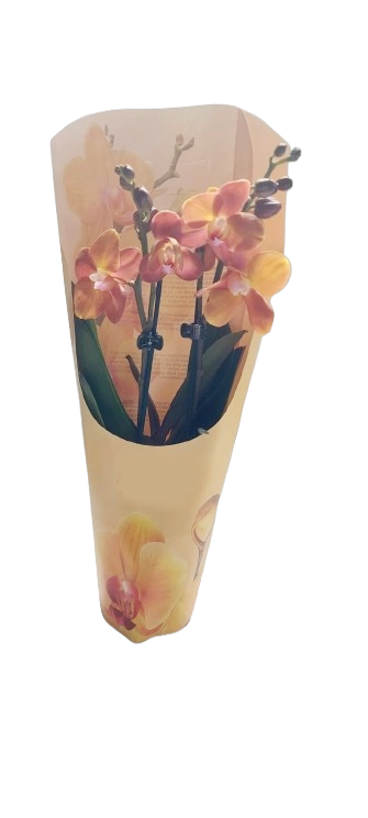 ORQUÍDEA MULTICOLOR BURDEOS