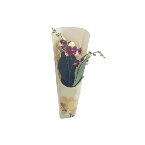 ORQUÍDEA MULTIFLORA AMARILLA