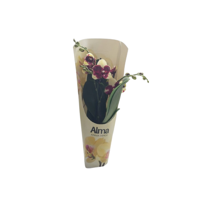 Orquídea Multiflora Amarilla M/9