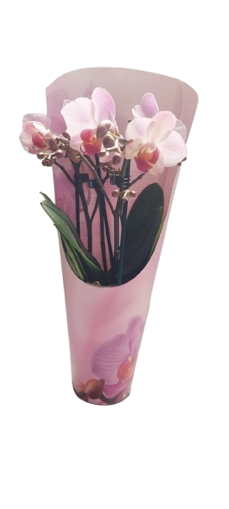 ORQUÍDEA MULTIFLORA ROSA