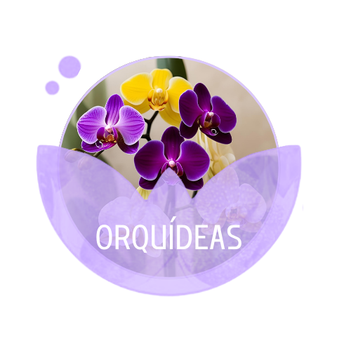 Orquídeas