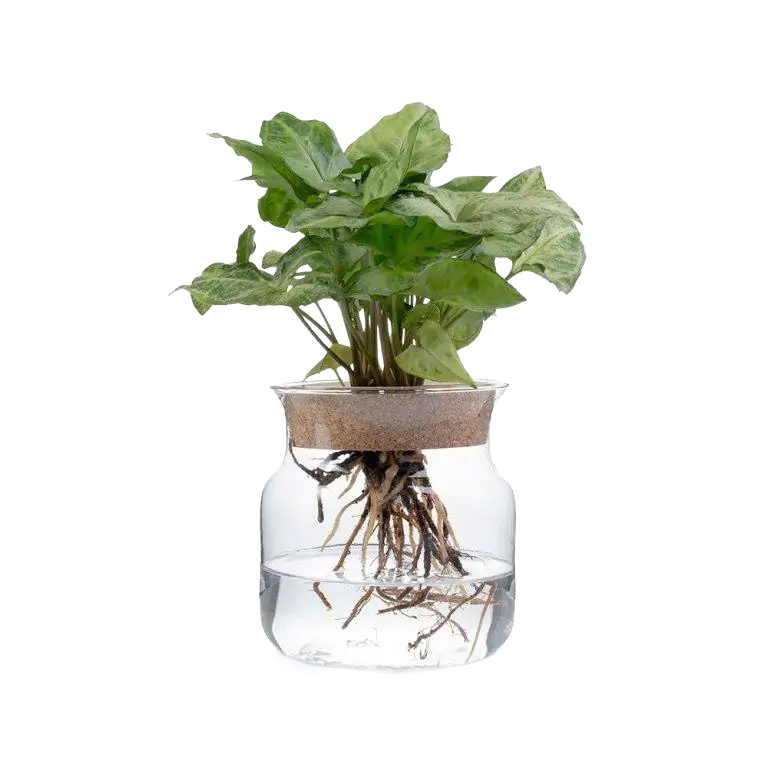 SYNGONIUM HIDROPONICA HI-025