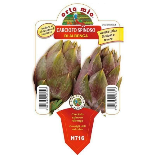 alcachofa-espinosa-di-albenga
