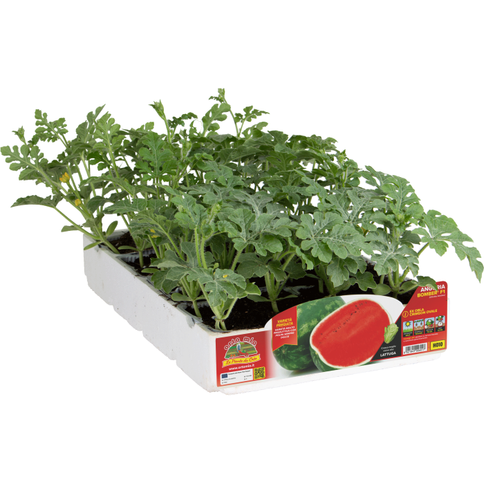 SANDIA OVALADA CRIMSON var. BOMBER F1