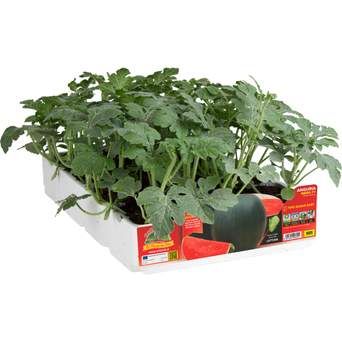 SANDIA SUGAR BABY var. RED STAR F1