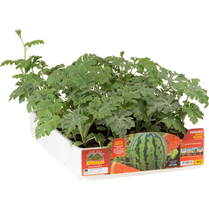 SANDIA PRECOCÍSIMA ESTRIADA MYACO var. ASAHI MIYAKO F1