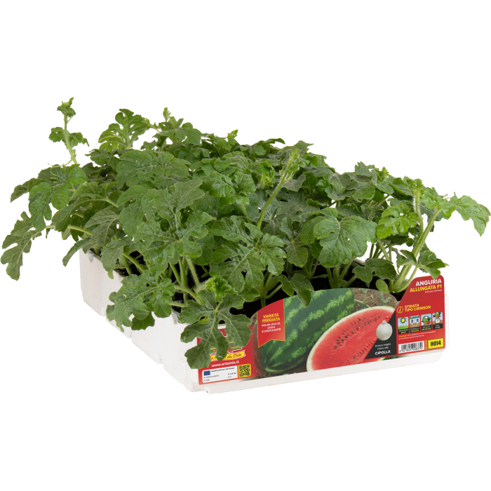 SANDIA LARGA CRIMSON var. DAYTONA F1