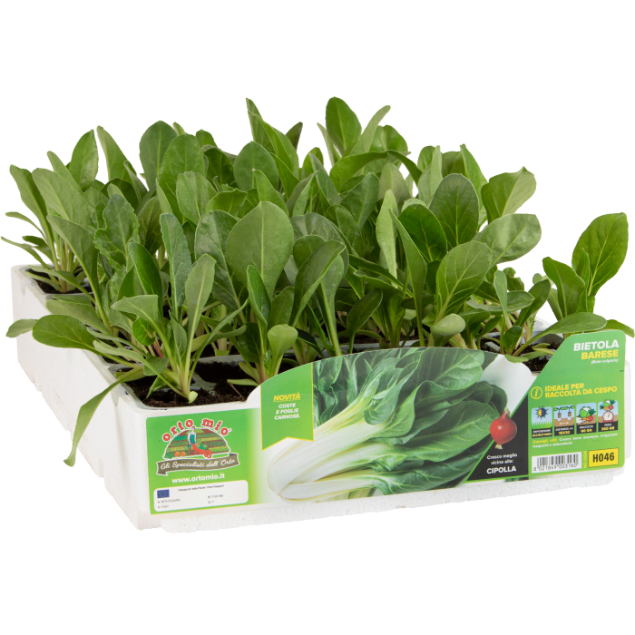 ACELGA VERDE PENCA ANCHA BARESE MUY RIZADA var. COROLLA
