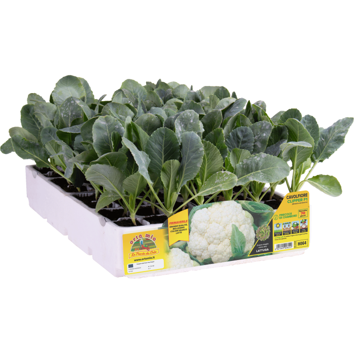 COLIFLOR PRECOZ var. CHAMBORD F1
