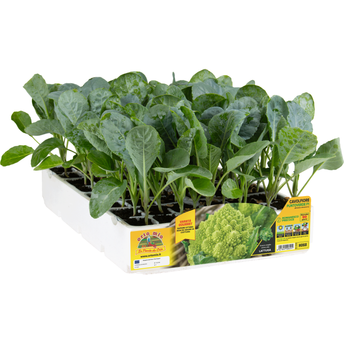 COLIFLOR VERDE ROMANA PRECOZ var. PUNTOVERDE F1