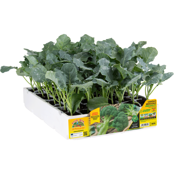 BROCOLI CALABRESE PRECOZ var. GREEN MAGIC F1 - HERAKLION F1