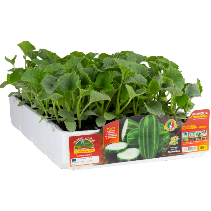 PEPINO MELONCELLA, CUMMARZZI O SPUREDDA LECCESE