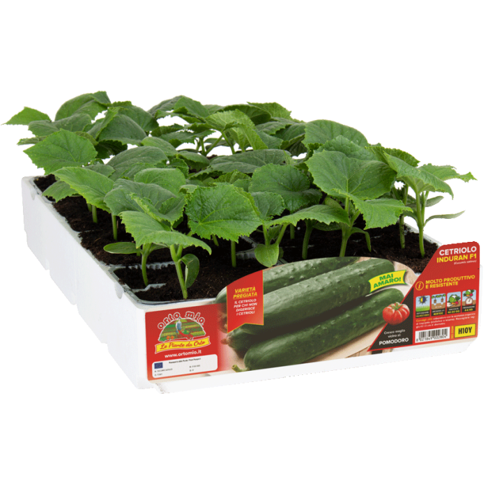 PEPINO DIGERIBLE var. INDURAN F1 (nunca amargo)