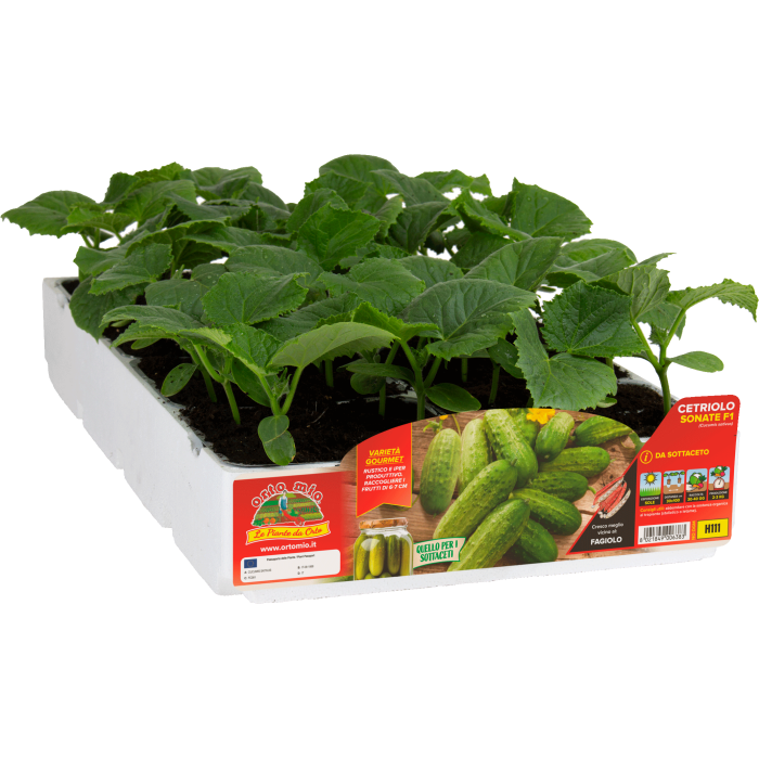 PEPINO DE ENCURTIDOS var. SONATE F1 (ex Green Pick)