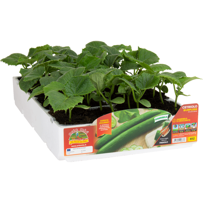 PEPINO LARGO DIGERIBLE BURPLESS var. GREEN EVOLUTION F1