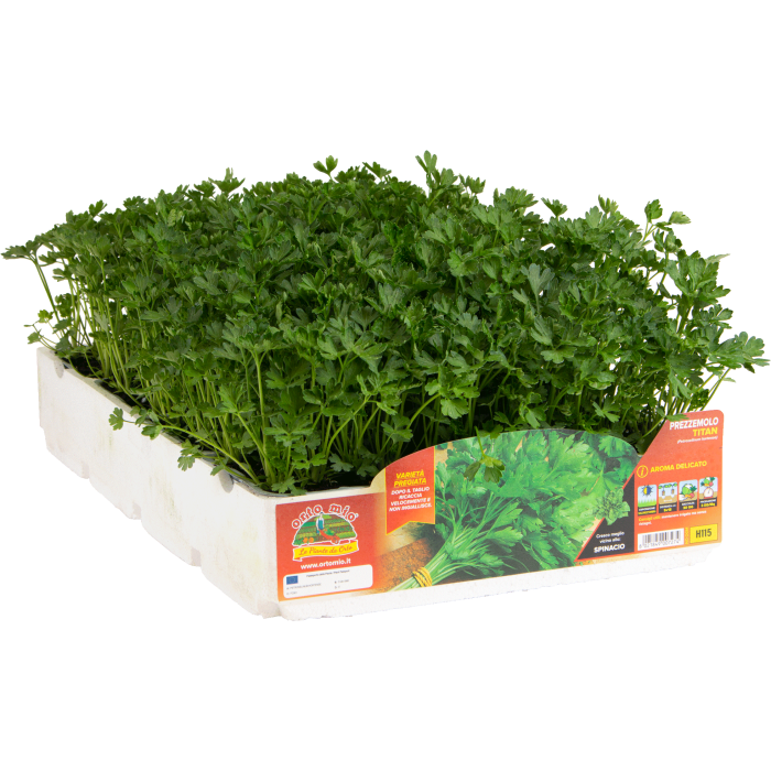 PEREJIL COMPACTO var. TITAN