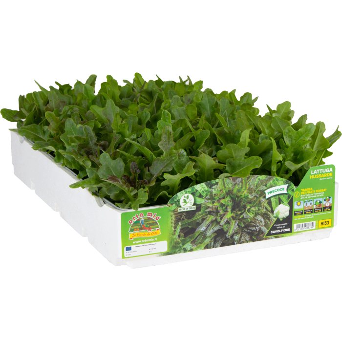 LECHUGA BARBA DE FRAILE ROJA var. HUSSARDE