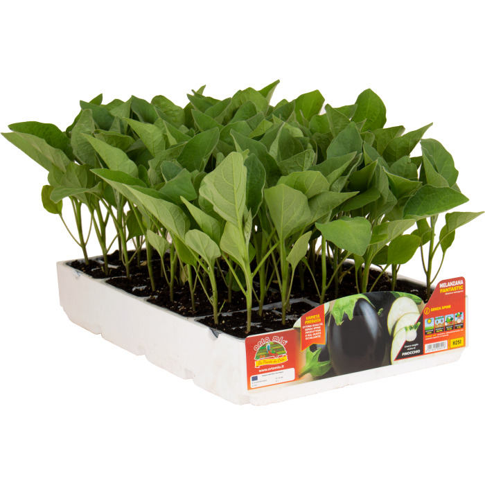 BERENJENA OVALADA NEGRA var. FANTASTIC F1