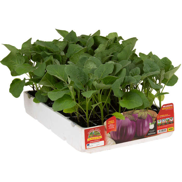 BERENJENA REDONDA VIOLETA var. BEATRICE F1