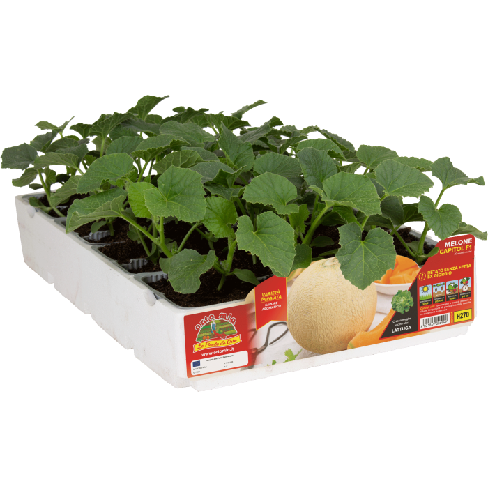 MELON RAYADO SIN RODAJA var. CAPITOL F1 (Ex Giorgio)