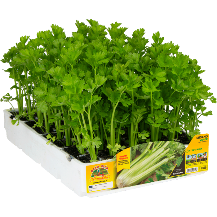 APIO VERDE var. MHAGNO F1 - JULIUS F1