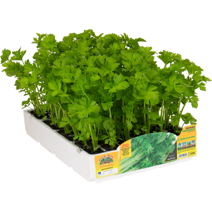 APIO PERFUMADO var. ERCOLE F1