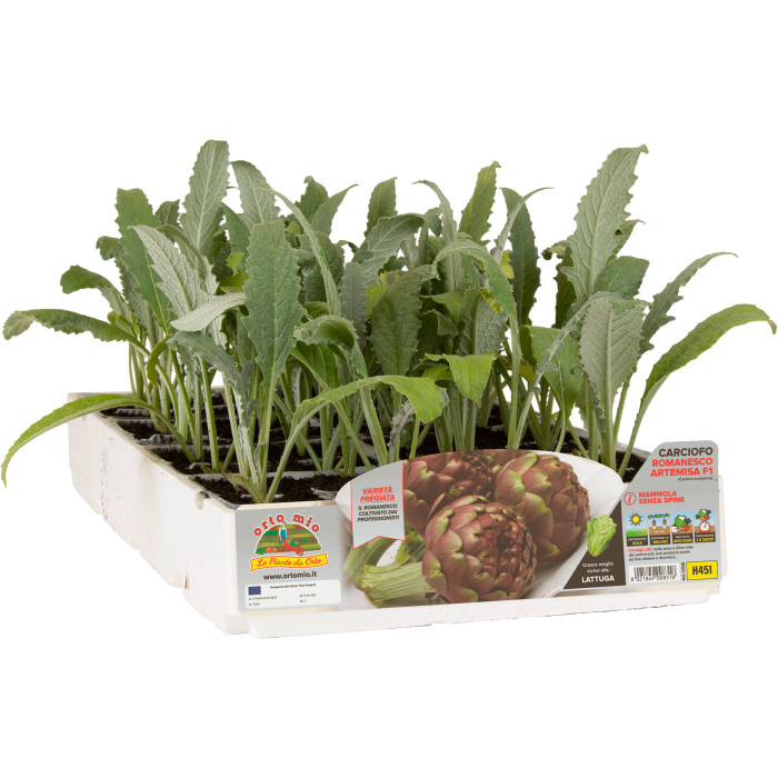 ALCACHOFA ROMANA var. ARTEMISA F1-ATENA F1