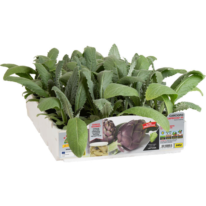 ALCACHOFA REFLORECIENTE PRECOZ var. CAPRICCIO F1