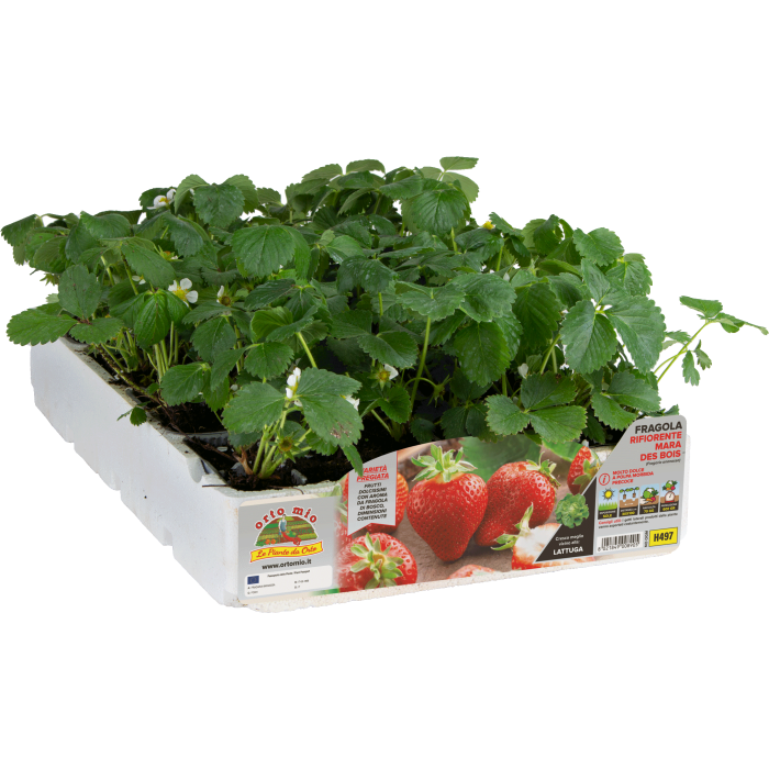 FRESA REFLORECIENTE var. MARA DES BOIS