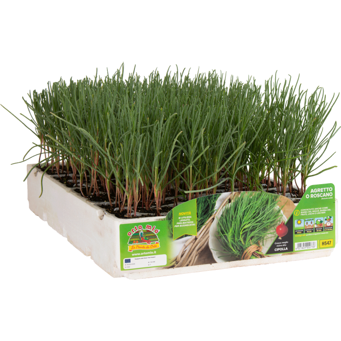 SALSOLA SODA (barrilla común)