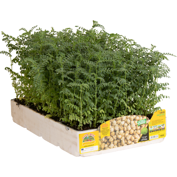 GARBANZO DE GRANO var. PRINCIPE