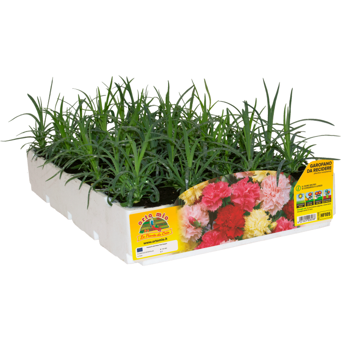 FLOR CORTADA CLAVEL