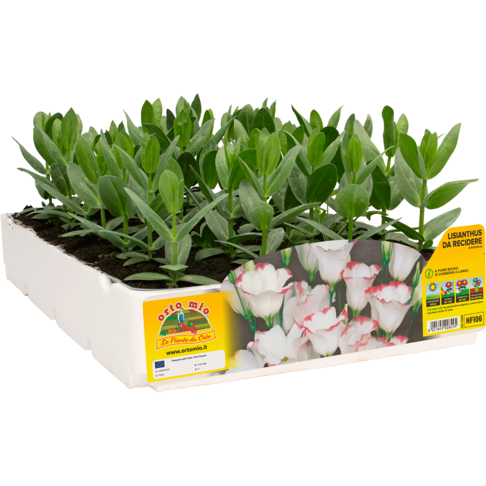 FLOR CORTADA LISIANTHUS
