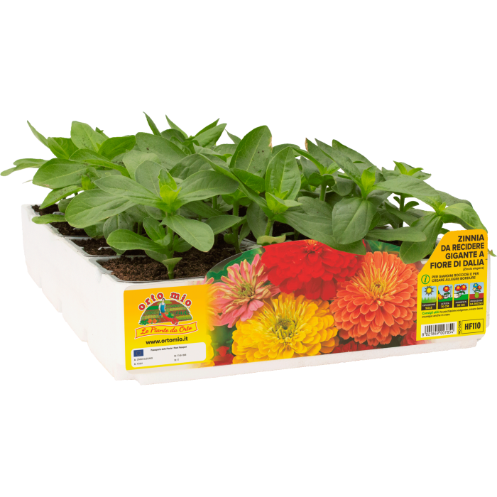 FLOR CORTADA ZINNIA GIGANTE CON FLOR DE DALIA
