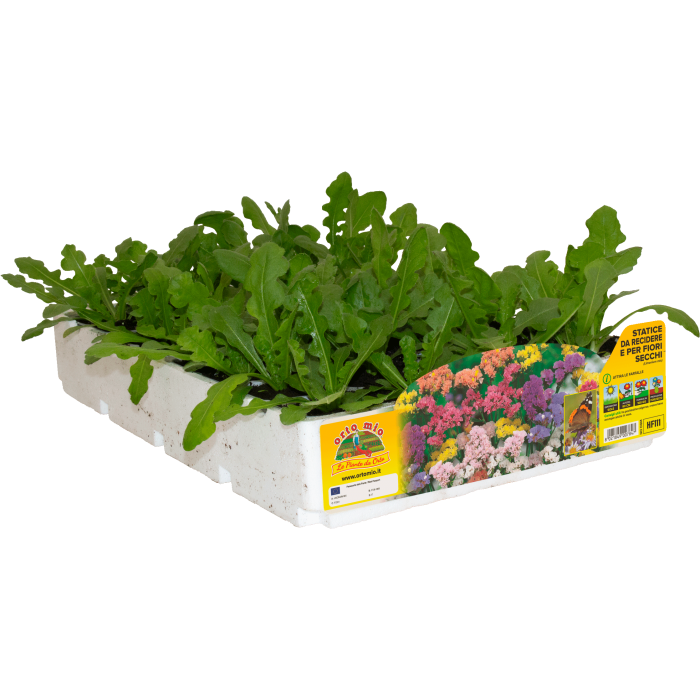FLOR CORTADA STATICE (para flor seca)