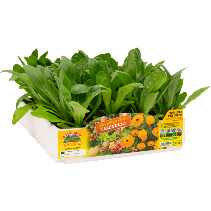 PLANTIO FLOR CALENDULA (Calendula Oficinalis)