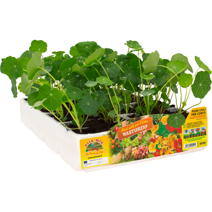 PLANTIO FLOR CAPUCHINA (Trapaeolum Majus)