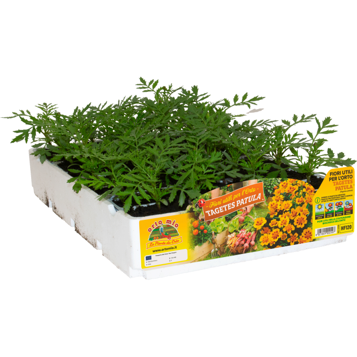 PLANTIO FLOR TAGETE (Tagetes Patula)