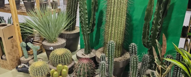 Cactus Iberflora 2024 Semillas Iluro