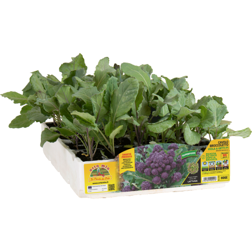 Brotes brocoli violeta F1 85 días