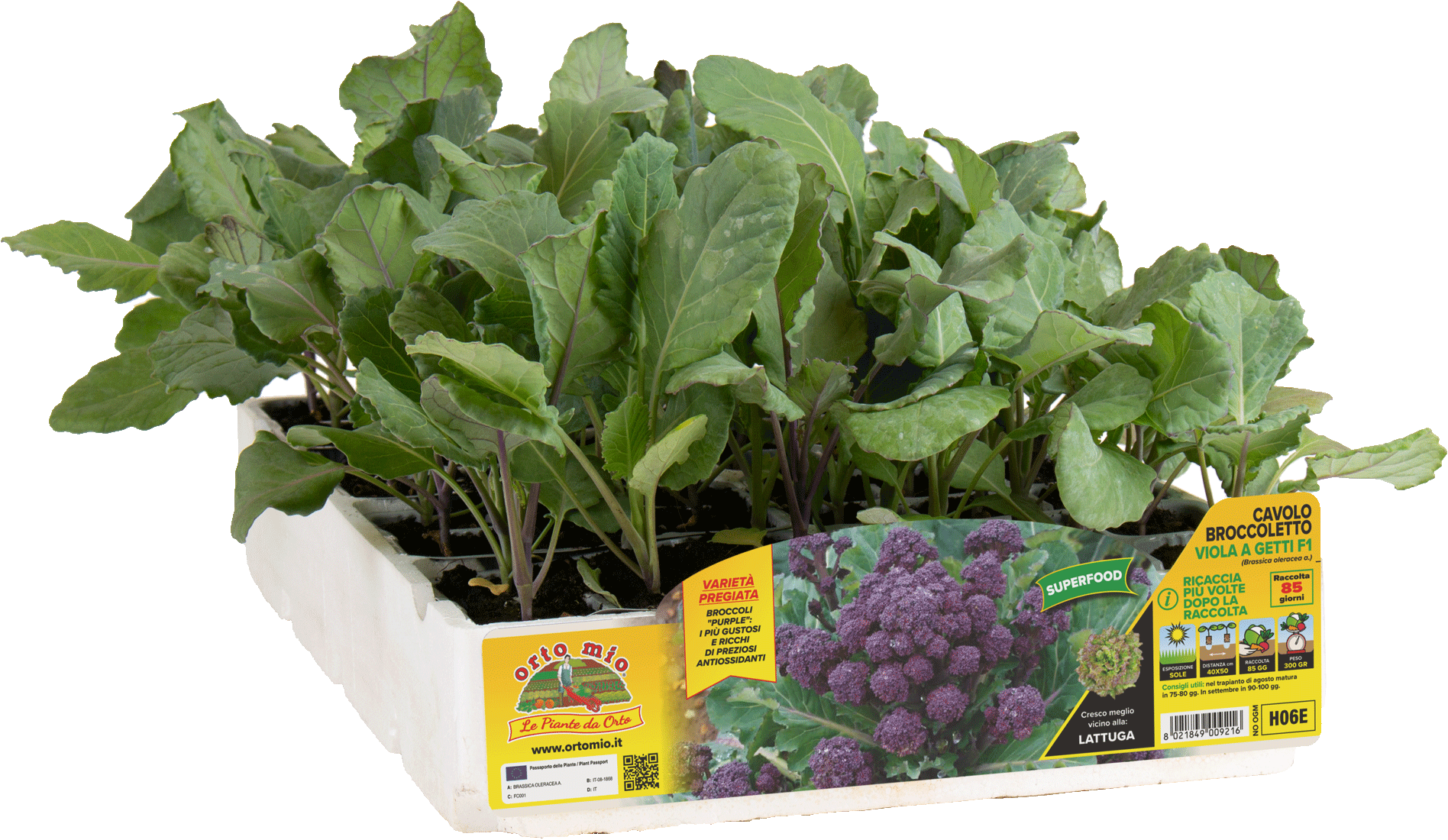 Brotes brocoli violeta F1 85 días