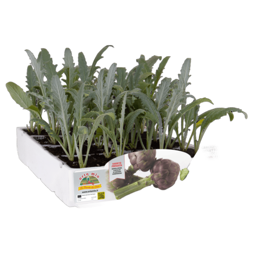 Alcachofa Violeta OpalF1 H453