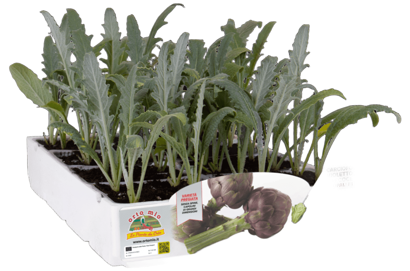 Alcachofa Violeta OpalF1 H453