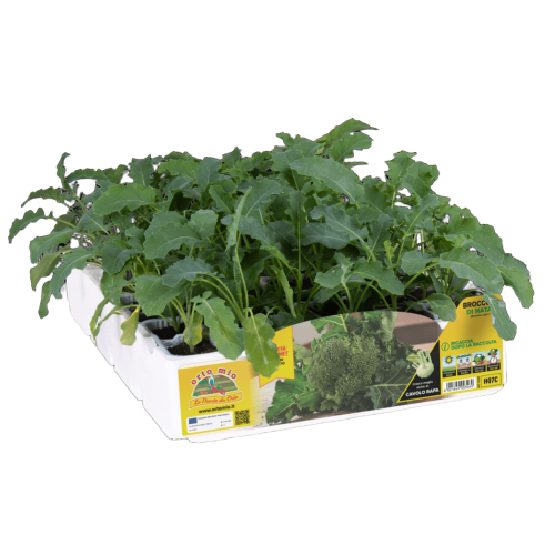 Brócoli navideño H07C